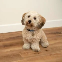 CALI Long-Board Vinyl Pro 6-Piece 9-in X 70.87-in North Shore Oak Luxury Vinyl Plank Flooring -Home Flooring Store 810124039646 12334698 1800x1800